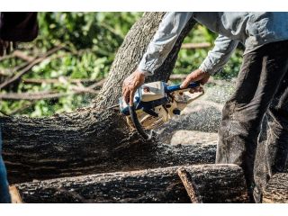 tsr-tree-services-small-0