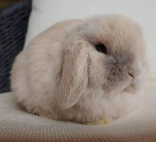 cloud-bunnies-for-sale-big-0