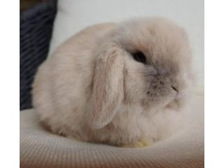 cloud-bunnies-for-sale-small-0