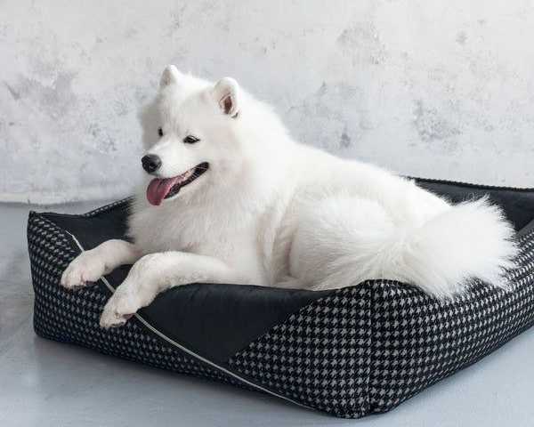 premium-dog-beds