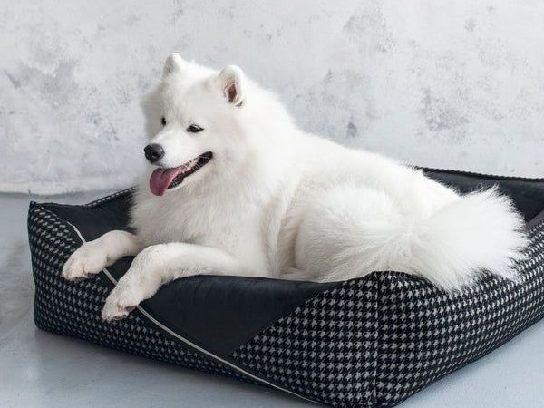 premium-dog-beds