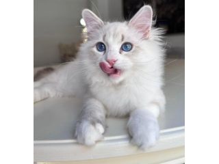 reputable-siberian-breeders-about-becky-small-0
