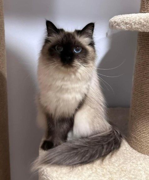about-dakota-best-siberian-kitten-breeders-big-0