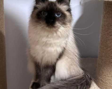 about-dakota-best-siberian-kitten-breeders