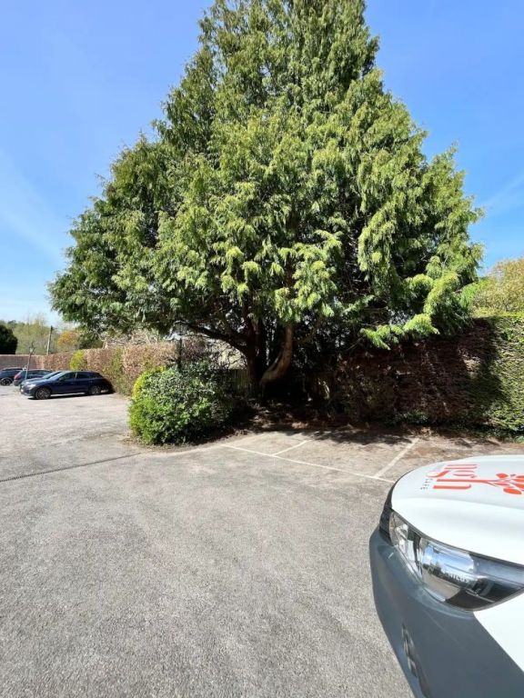 safe-and-efficient-crown-lift-tree-service-in-surrey-big-0