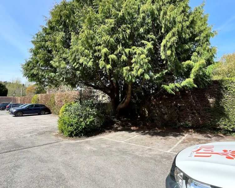 safe-and-efficient-crown-lift-tree-service-in-surrey