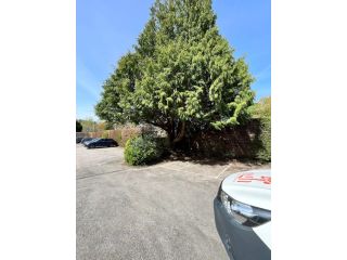 safe-and-efficient-crown-lift-tree-service-in-surrey-small-0