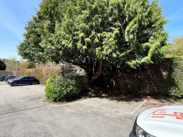 safe-and-efficient-crown-lift-tree-service-in-surrey