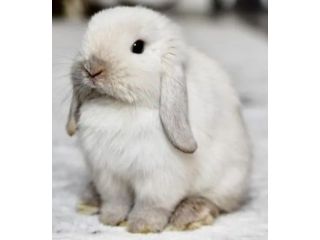snow-bunnies-for-sale-small-0