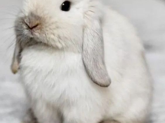snow-bunnies-for-sale