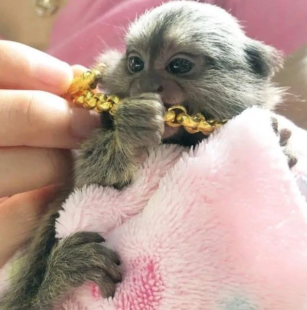 beautiful-pygmy-marmoset-monkey-for-sale-big-0