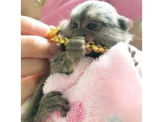 beautiful-pygmy-marmoset-monkey-for-sale-small-0