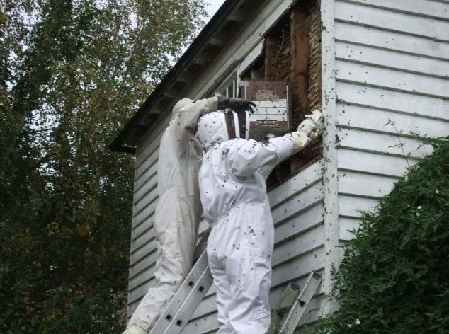 fast-reliable-wasp-nest-removal-services-in-kent-big-0