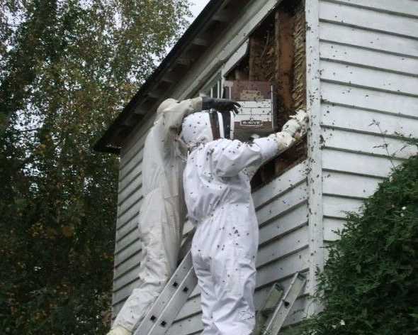 fast-reliable-wasp-nest-removal-services-in-kent
