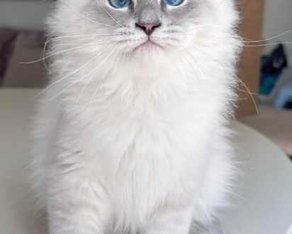 siberian-kittens-for-sale-about-kayla