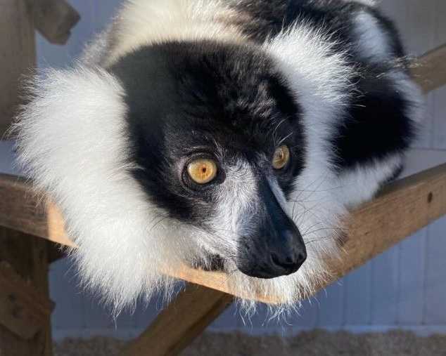 black-and-white-ruffed-lemur-male