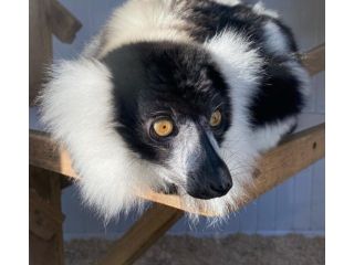 black-and-white-ruffed-lemur-male-small-0