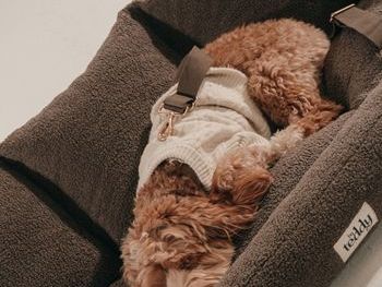 premium-dog-car-seat-for-safe-comfortable-travel