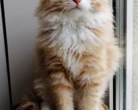 meet-kiki-siberian-kitten