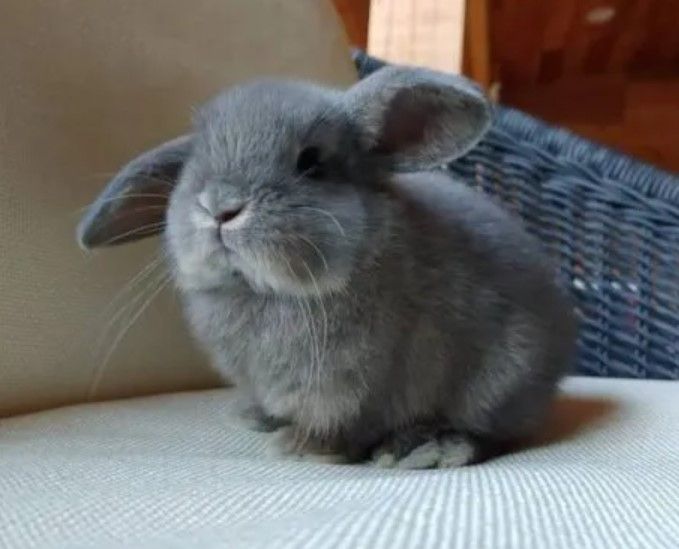 perfect-bunny-roger-male-big-0