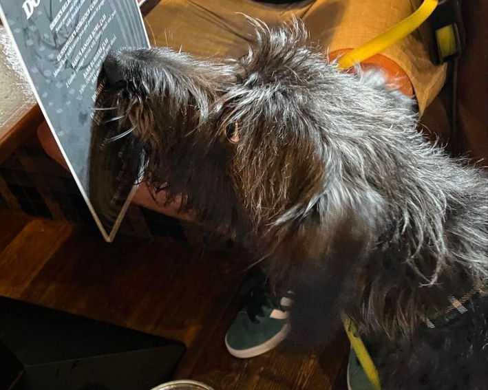 pet-friendly-accommodation-moffat