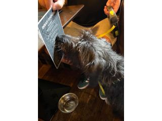 pet-friendly-accommodation-moffat-small-0