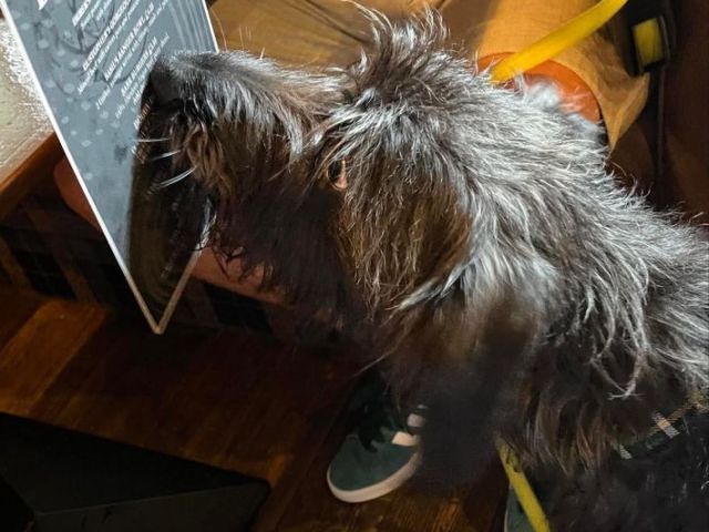 pet-friendly-accommodation-moffat