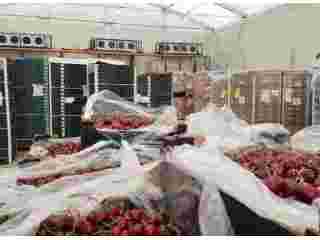 why-businesses-need-flexible-cold-storage-facilities-small-0