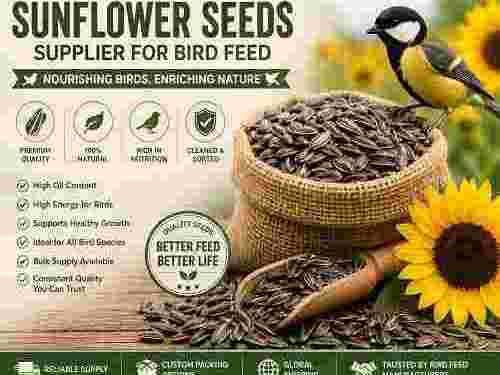 sunflower-seeds-supplier-for-bird-feed