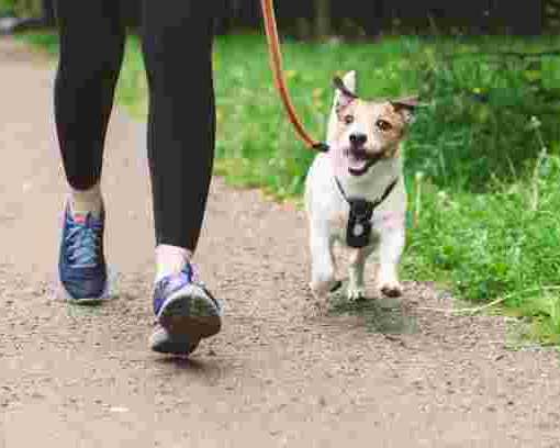 dog-boarding-in-kensington-safe-loving-overnight-dog-care
