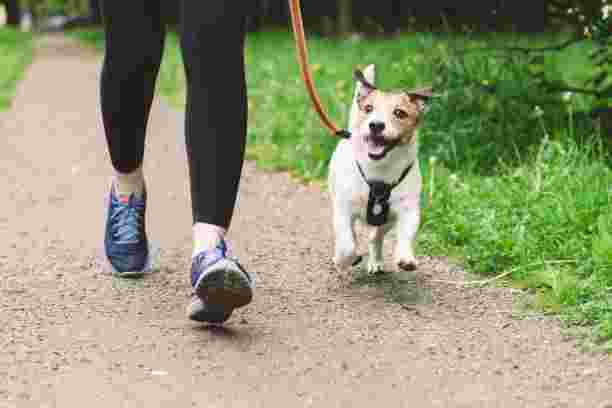 dog-boarding-in-kensington-safe-loving-overnight-dog-care-big-0