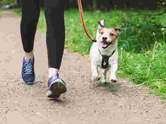 dog-boarding-in-kensington-safe-loving-overnight-dog-care