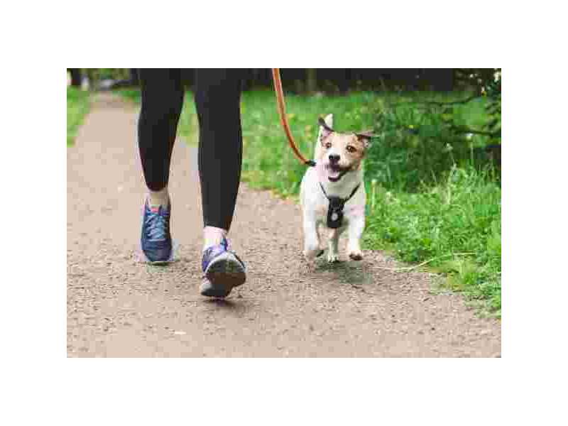 dog-boarding-in-kensington-safe-loving-overnight-dog-care-small-0