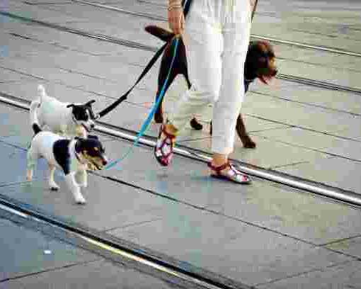 affordable-dog-walking-prices-trusted-local-dog-walkers