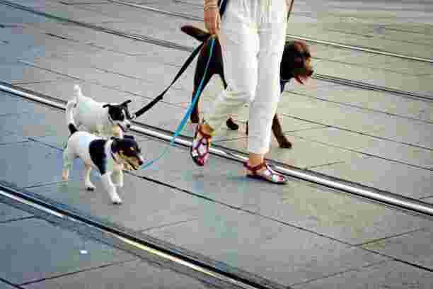 affordable-dog-walking-prices-trusted-local-dog-walkers-big-0