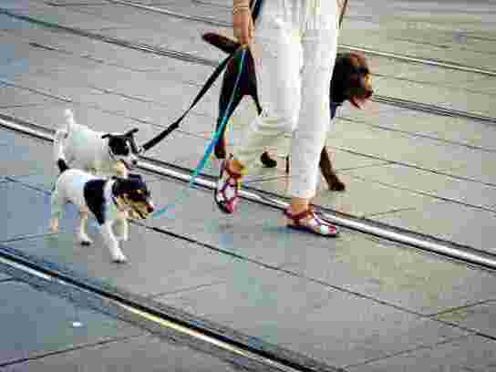 affordable-dog-walking-prices-trusted-local-dog-walkers
