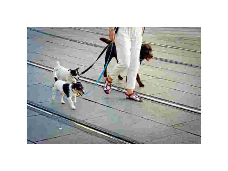 affordable-dog-walking-prices-trusted-local-dog-walkers-small-0