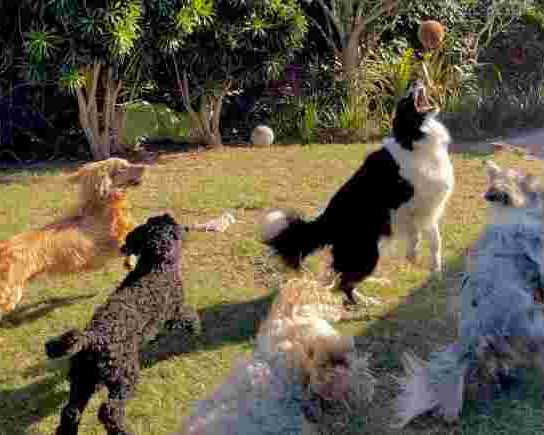 doggy-day-care-in-london-safe-fun-trusted-dog-care