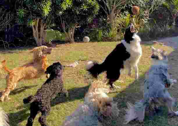 doggy-day-care-in-london-safe-fun-trusted-dog-care-big-0