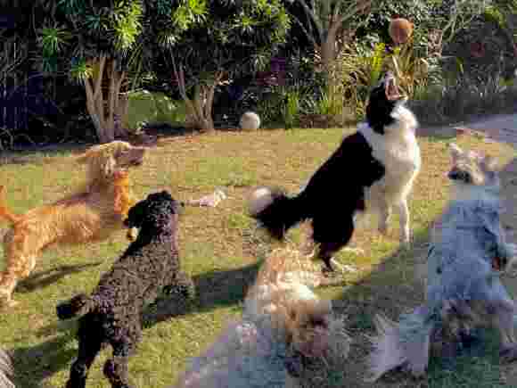 doggy-day-care-in-london-safe-fun-trusted-dog-care