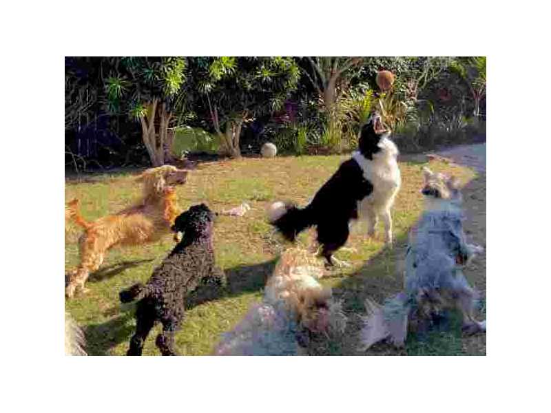 doggy-day-care-in-london-safe-fun-trusted-dog-care-small-0