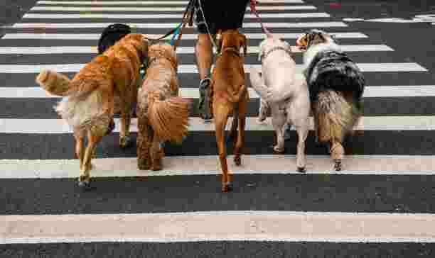 best-dog-walking-services-trusted-local-dog-walkers-big-0