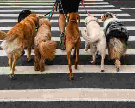 best-dog-walking-services-trusted-local-dog-walkers