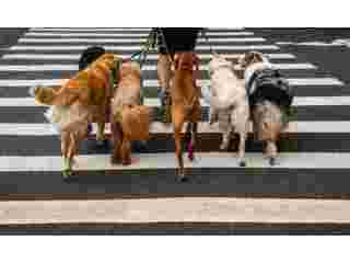 best-dog-walking-services-trusted-local-dog-walkers-small-0