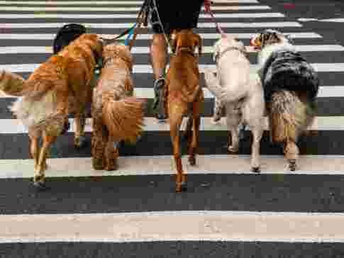 best-dog-walking-services-trusted-local-dog-walkers
