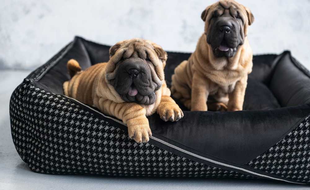 luxury-dog-beds-big-1