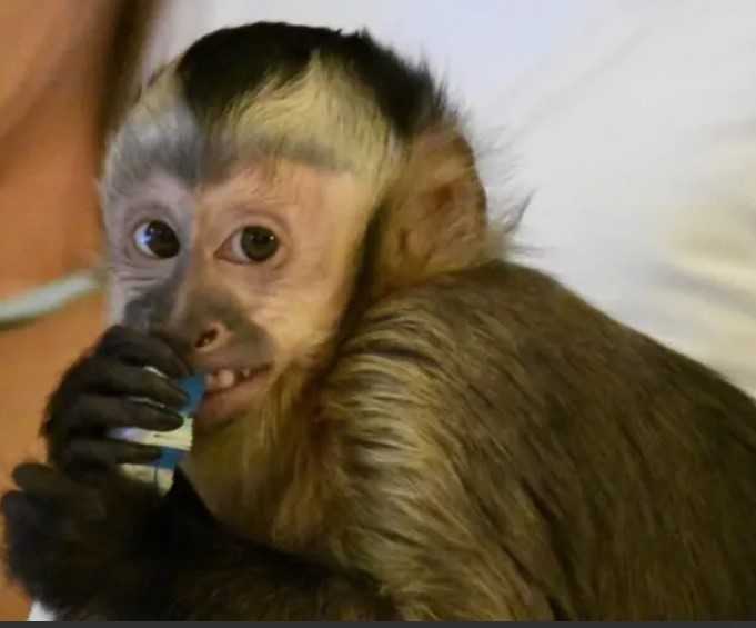 kylo-capuchin-monkey-pet-big-0
