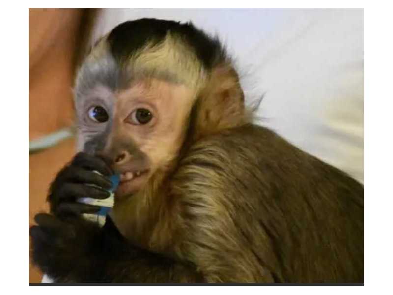 kylo-capuchin-monkey-pet-small-0