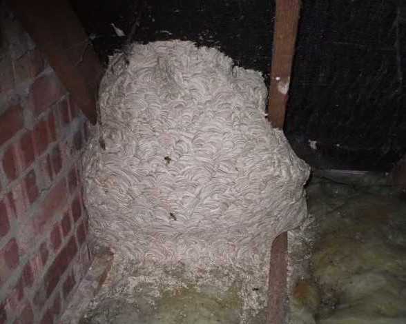 emergency-wasp-nest-removal-fast-safe-pest-control-solutions