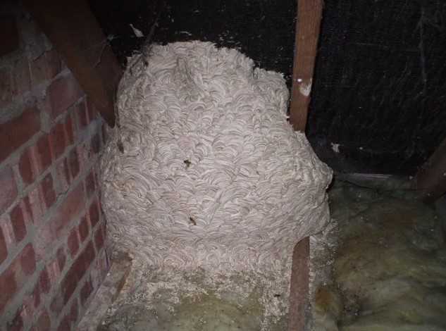 emergency-wasp-nest-removal-fast-safe-pest-control-solutions-big-0